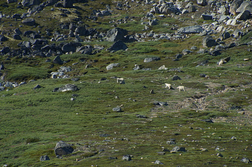 3 polar bears, a mother and her 2 cubs wander on the banks of a fjord in East Greenland; photo taken from a ship