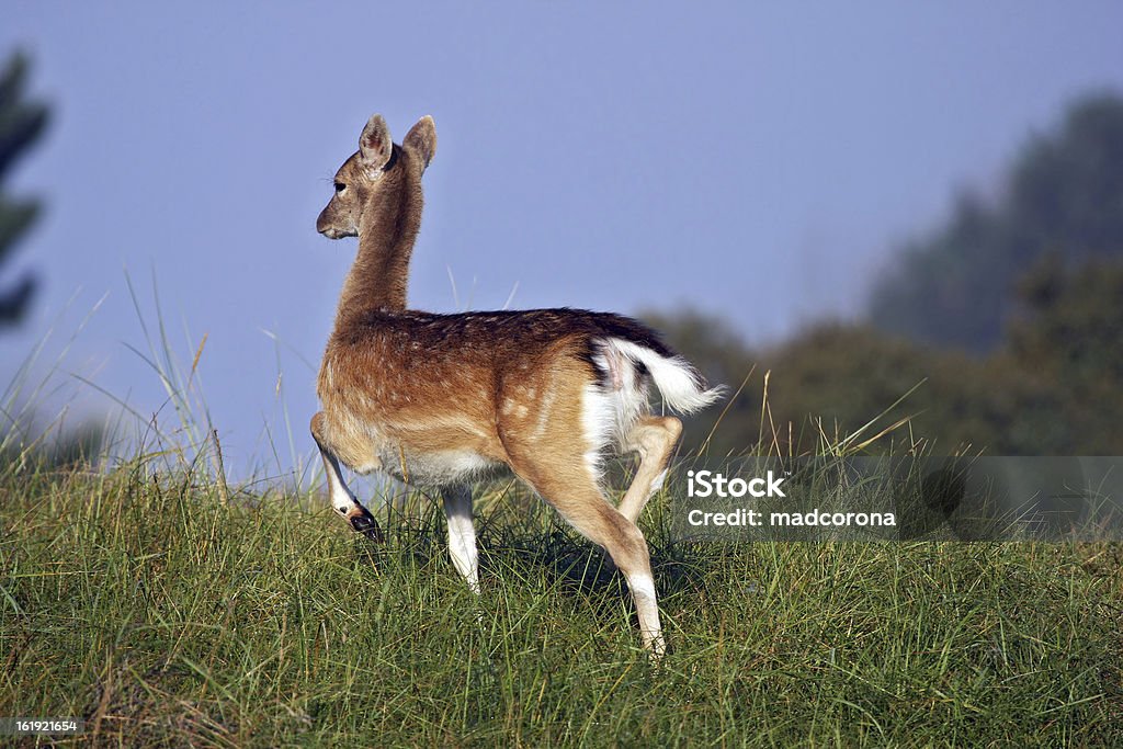 Ciervo gamo corriendo - Foto de stock de Aire libre libre de derechos