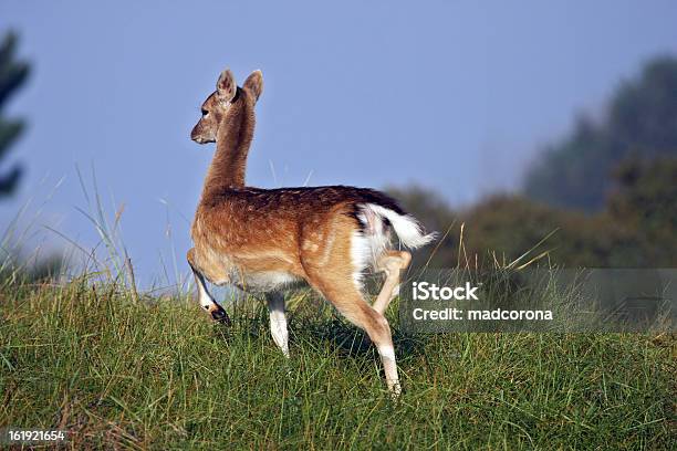 Ciervo Gamo Corriendo Foto de stock y más banco de imágenes de Aire libre - Aire libre, Animales salvajes, Barbecho