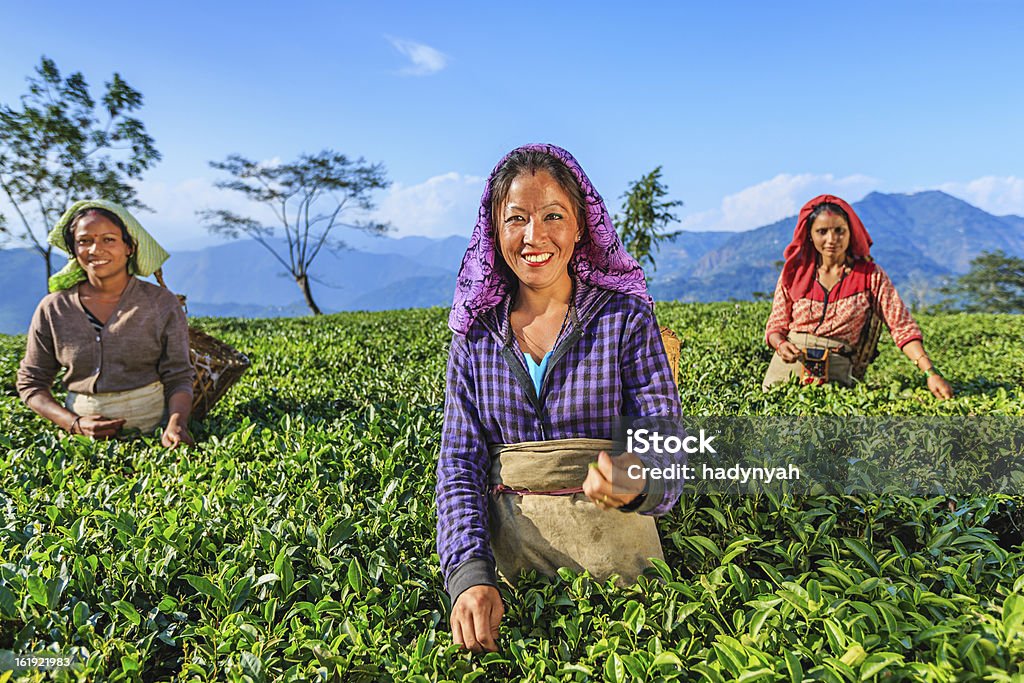 Indian Musiker plucking Teeblätter in der Darjeeling, Indien - Lizenzfrei Agrarbetrieb Stock-Foto