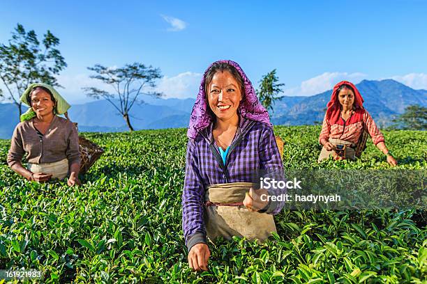 Indian Musiker Plucking Teeblätter In Der Darjeeling Indien Stockfoto und mehr Bilder von Agrarbetrieb