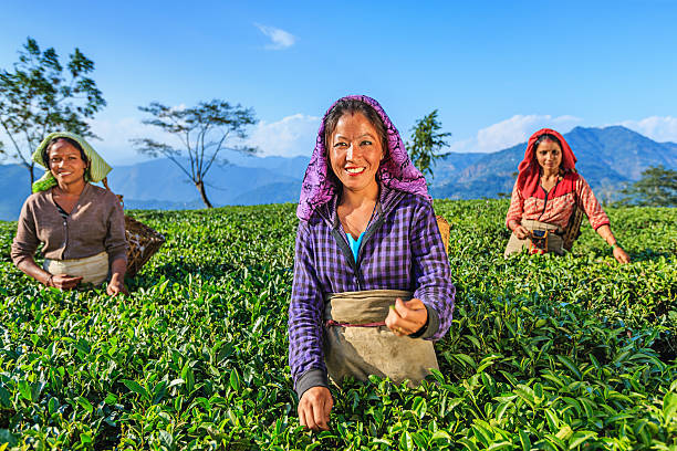 istock Indian pickers plucking tea leaves in Darjeeling, India 161921983