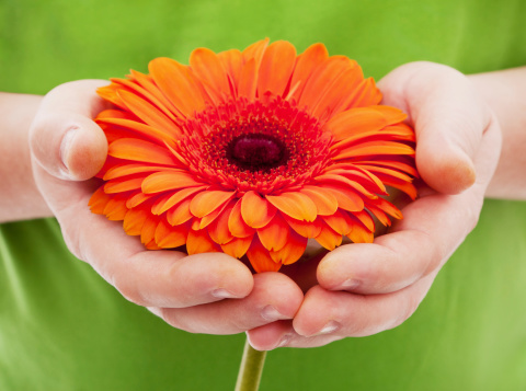 Orange African daisy in man's hands on a green background