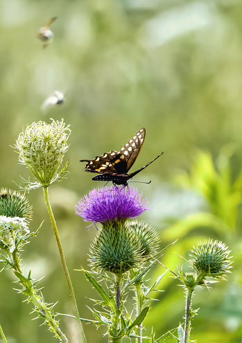 Black Swallowtail  feeding on purple Milk Thistle flower, two bees hooving in the background