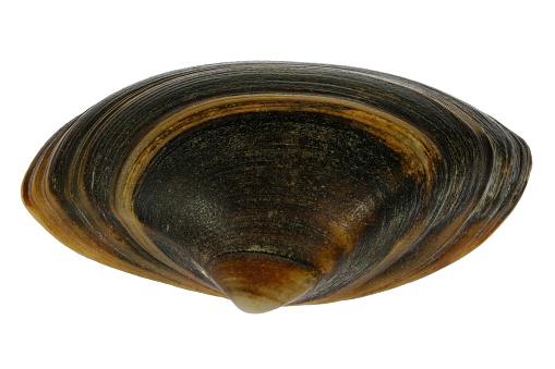 thick trough shell (Spisula solida) from the Dutch North Sea coast isolated on white background