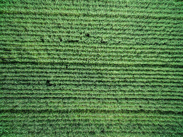 istock green country field with row lines, top view 1619231859