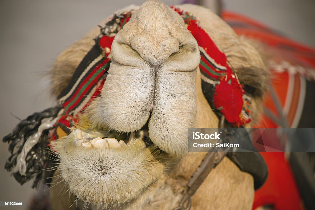 Beduino su cammello nei pressi del Mar Morto Israele - Foto stock royalty-free di Africa orientale