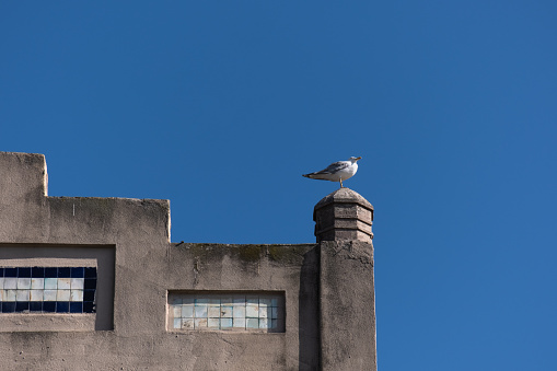 Seagulls resting on the roof of the old building.
