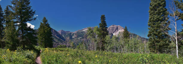 istock Timpanogos back hiking on Salamander Flat Willow Hollow and Snow Gauging Loop trail Uinta Wasatch Cache National Forest, Rocky Mountains, Utah. United States. 1619258342