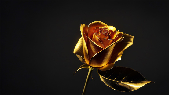 Beautiful gold rose on a black background, place for text