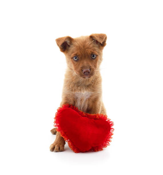 istock One little dog with a red heart. 1619260824