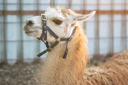 Llama with fluffy hair rests in halter on muzzle in zoo on blurred grid background. Wild animal tracking. Genus of camelid family