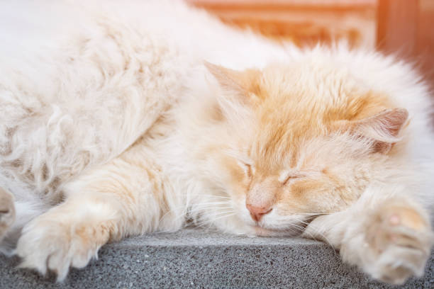 istock Fluffy cat with red color sleeps on stone staircase 1619260983