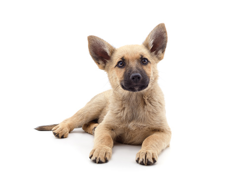 One brown little dog isolated on a white background.