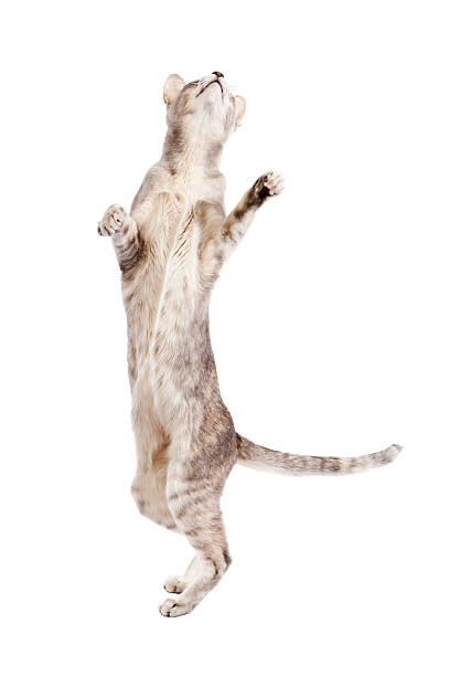 istock Oriental shorthair cat standing on hind legs 161926180