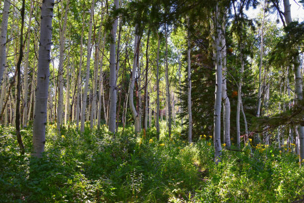 istock Timpanogos back hiking Salamander Flat Willow Hollow and Snow Gauging Loop trail Uinta Wasatch Cache National Forest, Rocky Mountains, Utah. United States. 1619266486