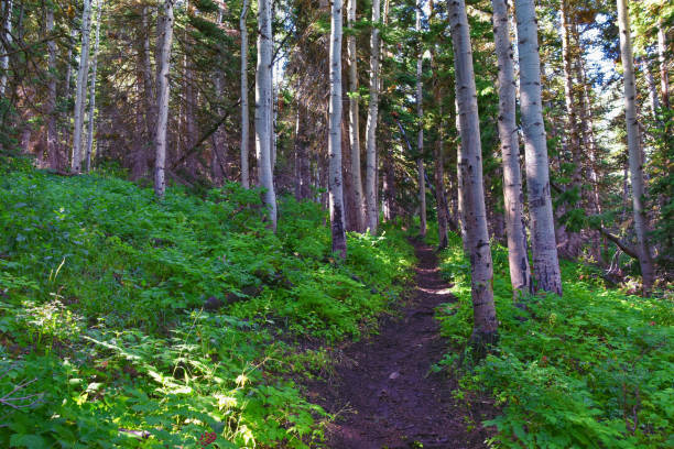 istock Timpanogos back hiking Salamander Flat Willow Hollow and Snow Gauging Loop trail Uinta Wasatch Cache National Forest, Rocky Mountains, Utah. United States. 1619266488