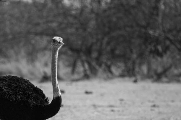 istock Male Ostrich in black and white 1619274361