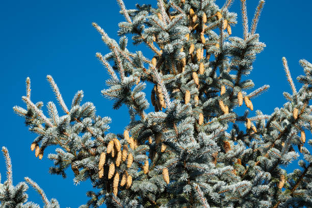 молодые шишки на голубой ели - spruce tree colorado blue blue spruce стоковые фото и изображения