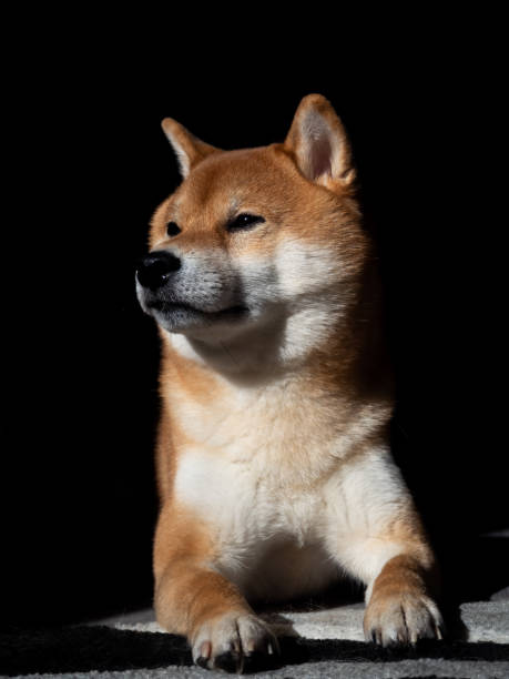 istock Shiba in dark background 1619298923