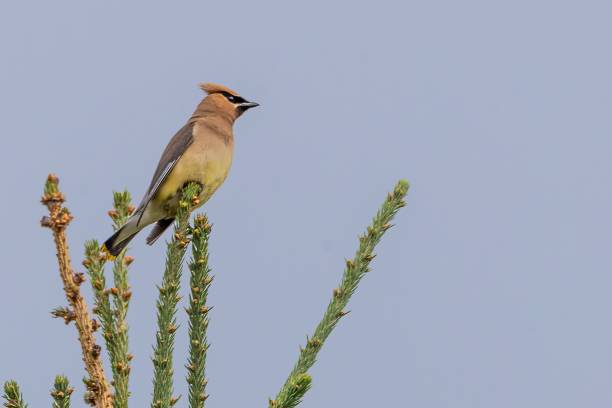 istock Beautiful whistler avian perched atop a tall pine tree, surrounded by lush greenery 1619302147