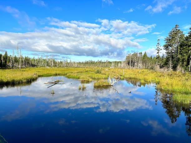 istock a pond surrounded by trees with some small waves in the water 1619302170