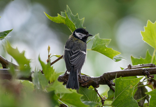 Great tit sits on the branch of a plane tree