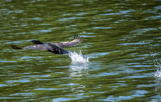 istock Cormorant flies close to the water surface 1619307542