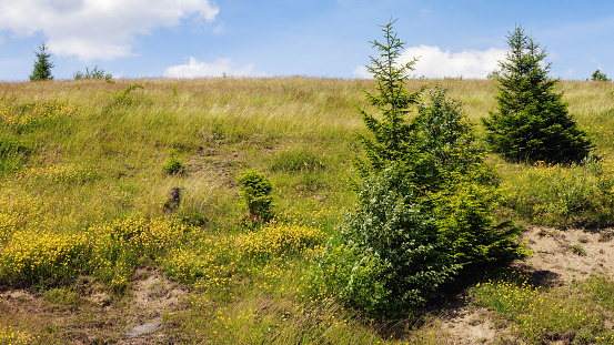 coniferous trees on the hill of ukrainian highlands. wide grassy meadows beneath a sky with clouds. warm sunny day in summer