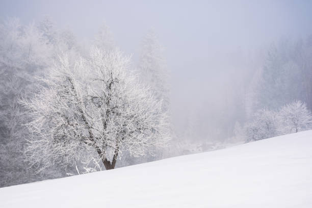 istock tree in hoarfrost on the snow covered meadow 1619309665