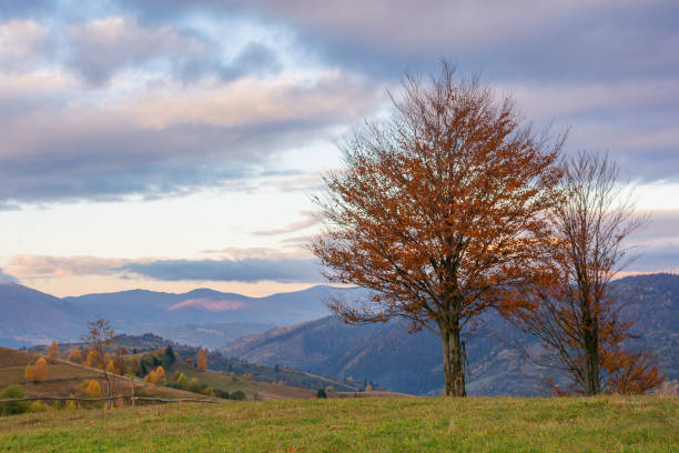 istock tree in orange foliage on the meadow at sunrise 1619310198
