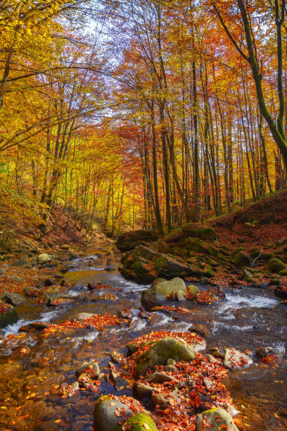 istock water flow among stones in the natural park 1619310200