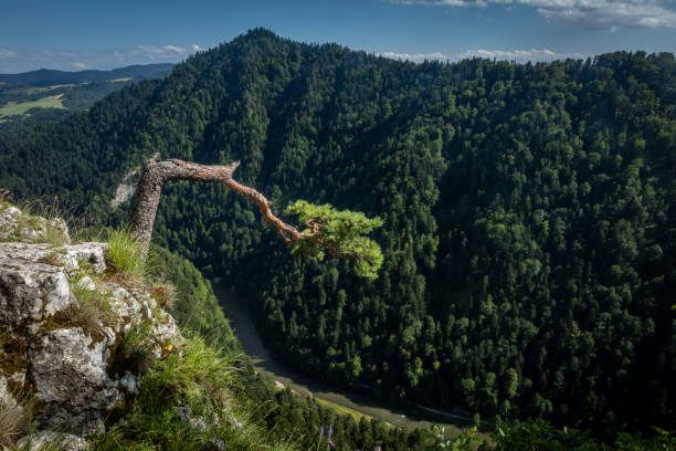 Panoramic mountain landscape from Sokolica in Pieniny, Poland.  Bent pine tree in foreground.  No people, sunny summer day.