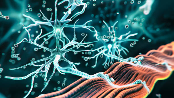 neuromuskuläre verbindung - neuroscience nerve cell nerve fiber dendrite stock-fotos und bilder