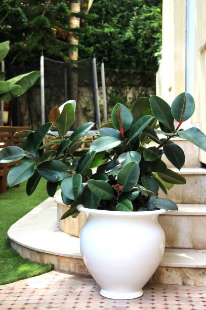 istock Terrace with ficus 1619316158