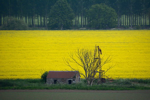 Agricultural field with a crop of yellow rapeseed flowers. In the foreground is an old barn. In the background, the trees of a small forest