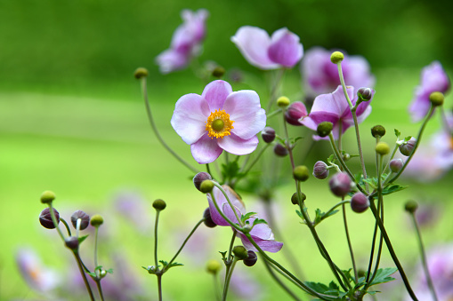 Rosa blühende Herbstanemonen in einem Park