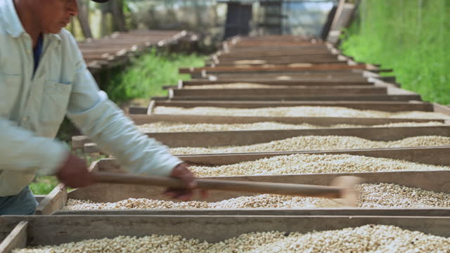Worker who rake the coffee beans to dry in the sun - stock video