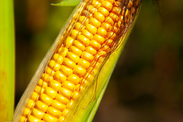 Corn, close-up of corn kernels on the cob, on the field.
