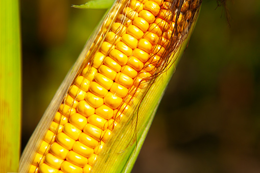Corn, close-up of corn kernels on the cob, on the field. The concept of agriculture, rich harvest.