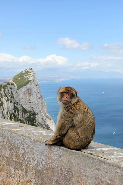 istock Ape of Gibraltar 161933802