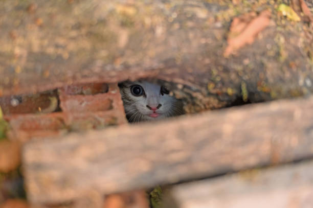 istock The look of a lurking kitten. 1619347698