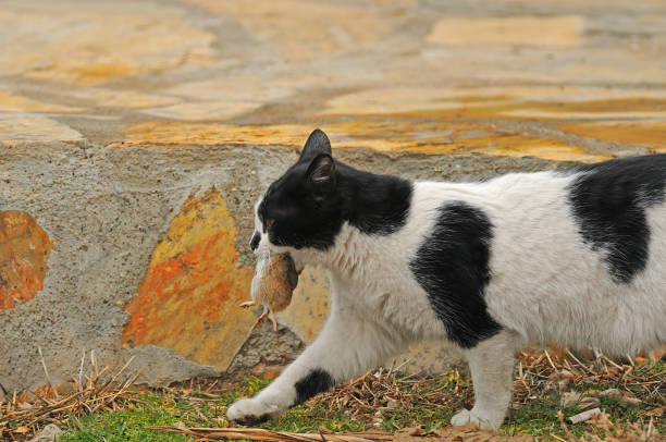 um gato pegando ratos de campo. - courage domestic cat animal young animal - fotografias e filmes do acervo