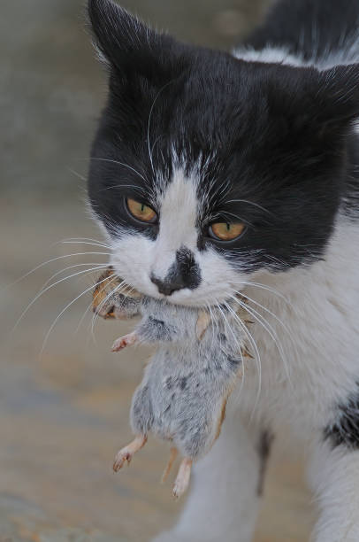 um gato pegando ratos de campo. - courage domestic cat animal young animal - fotografias e filmes do acervo