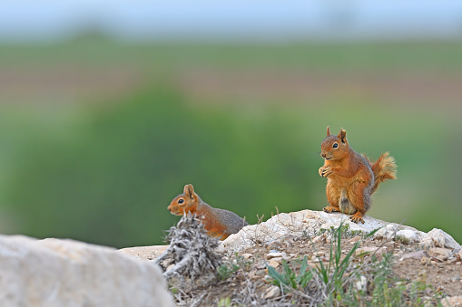 Squirrels sitting on a rock. Feeding squirrels.