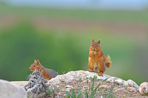 Squirrels sitting on a rock. Feeding squirrels.