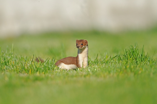 Mustela nivalis standing on the grass