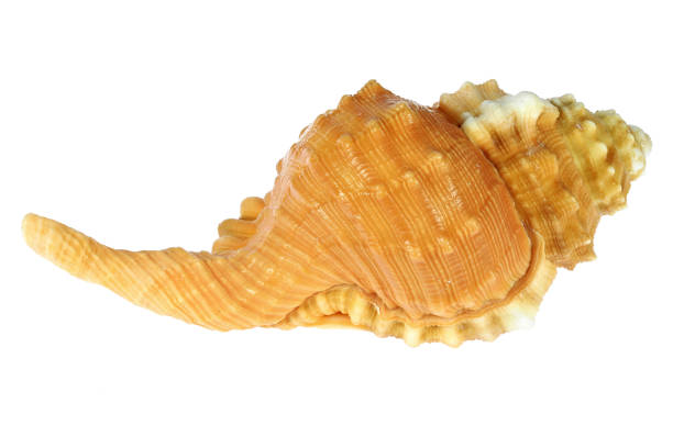 istock pear triton (Cymatium pyrum) from Bohol, Philippines 1619356251