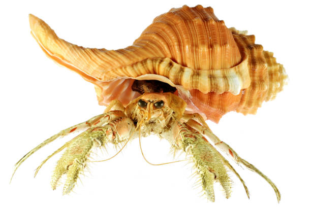 istock hermit crab (dardanus sp.) in pear triton (Cymatium pyrum) from Philippines 1619356269