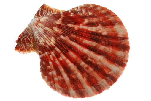 bivalve saltwater clam (Mimichlamys sanguinea) from Bantayan, Philippines isolated on white background